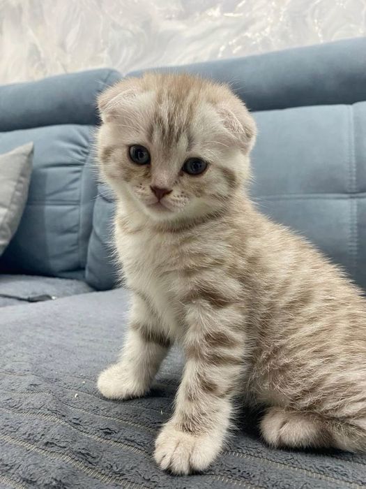 Кошки скотиш фолд