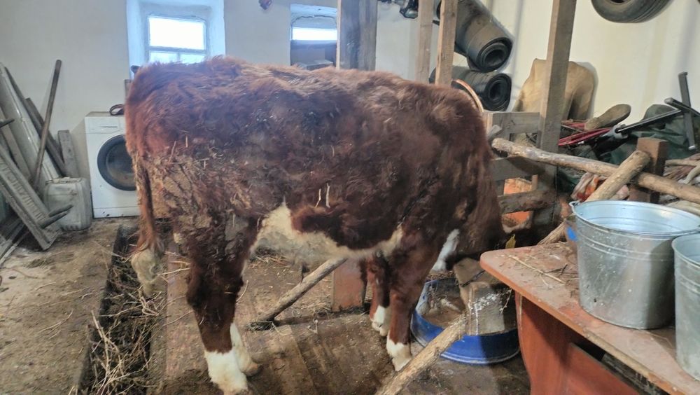 Продается Бычок кастрат стоит на откорме