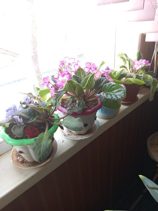 Фиалки на выбор цена СУПЕР