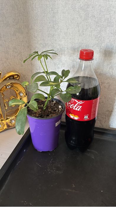 Цветы приемлемые цены