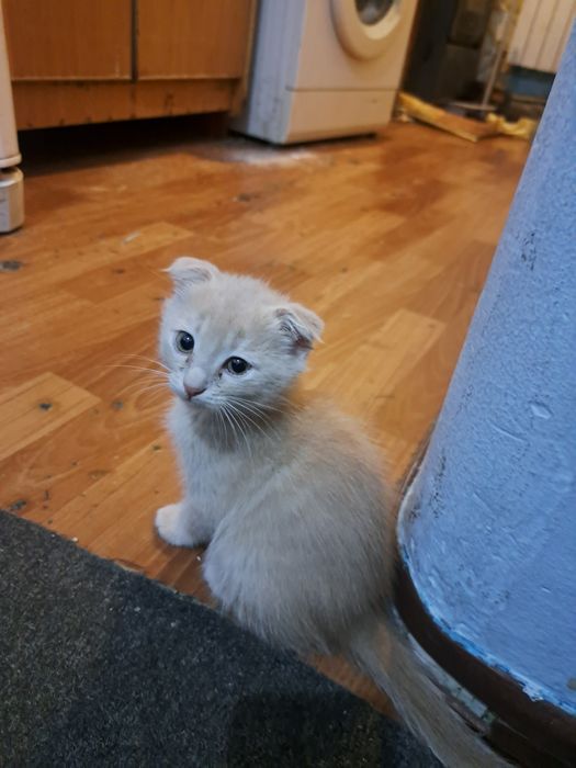 Котята  отдам в добрые ручки