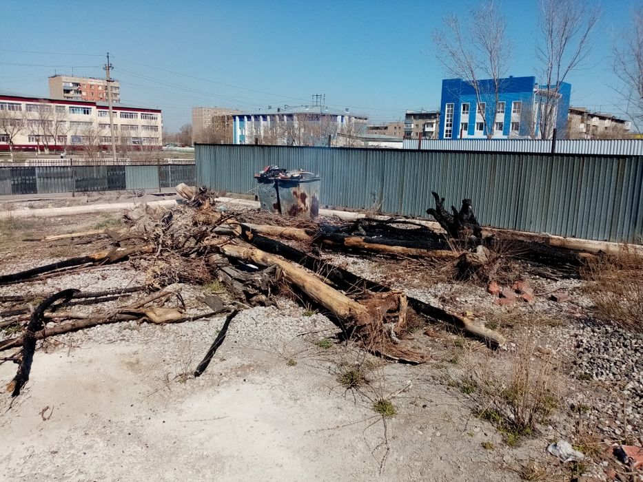 Дрова бесплатно. Караганда