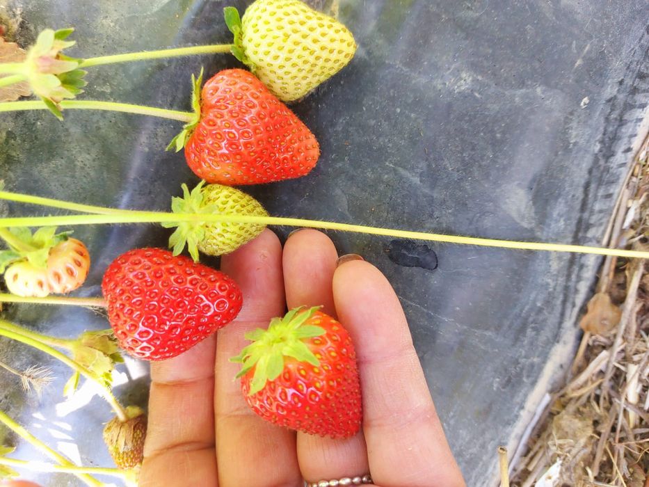 Stoloni capsuni Amandina