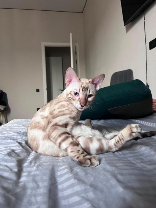 Бенгальский кот