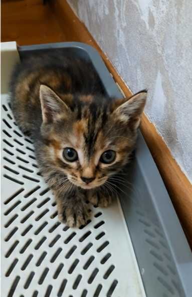 Котята породистые