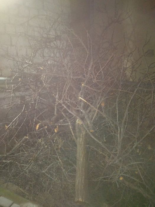 Kimga o‘tin kerak bo‘lsa tekinga bervaraman bitta labo chiqadi