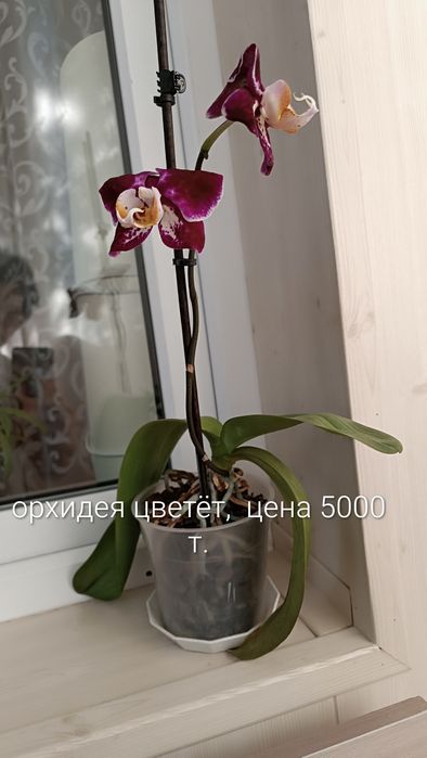 Комнатные растения