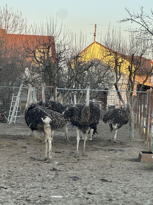 Vând  struți varsta 10 luni