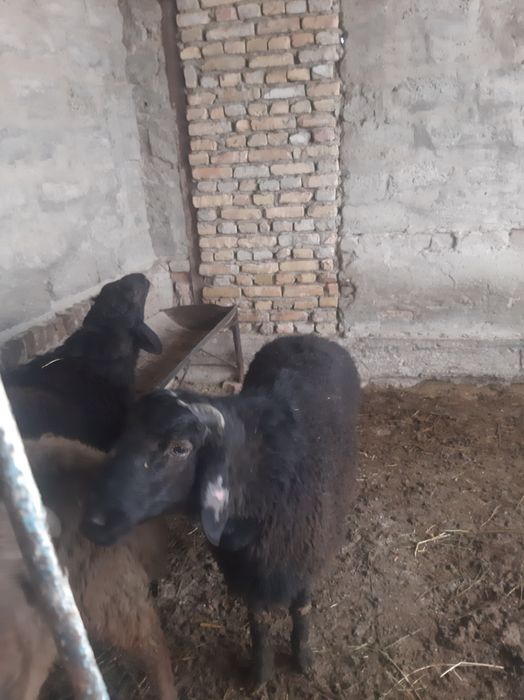 Qo'chqorlar sotiladi