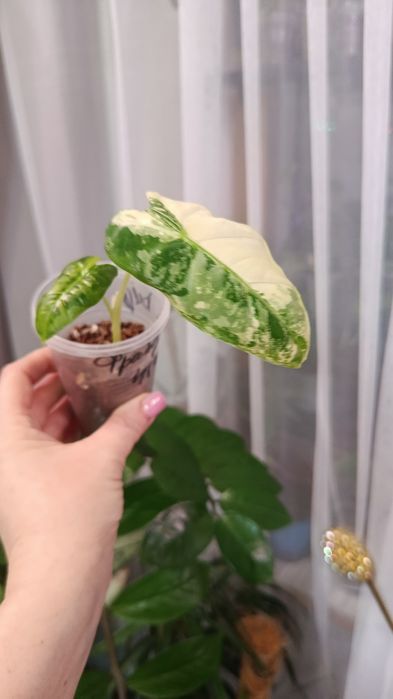 Продам комнатные цветы