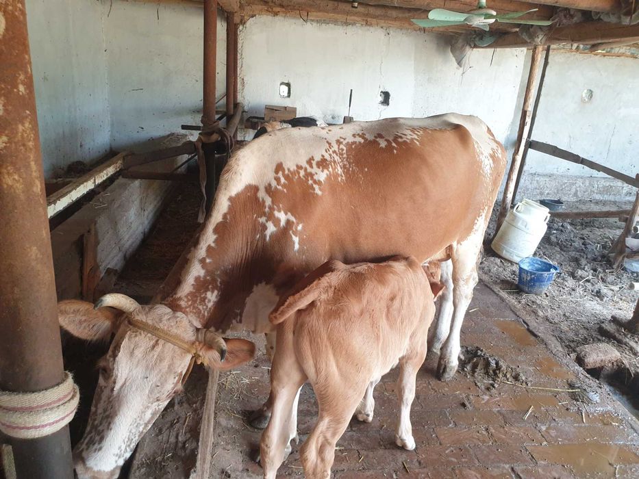 Dexqondan Smental sigir sotiladi 2 bolasi suti 15 lt yeb ichish joyida