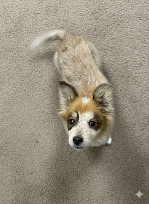 Милый щенок в добрые руки