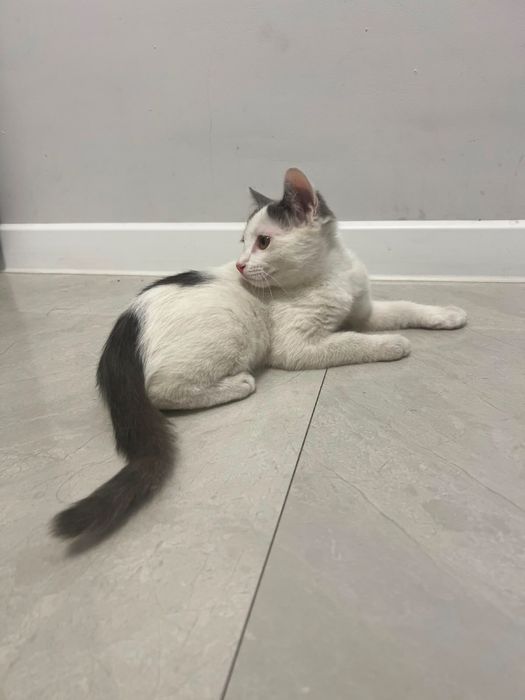Отдам котят бесплатно
