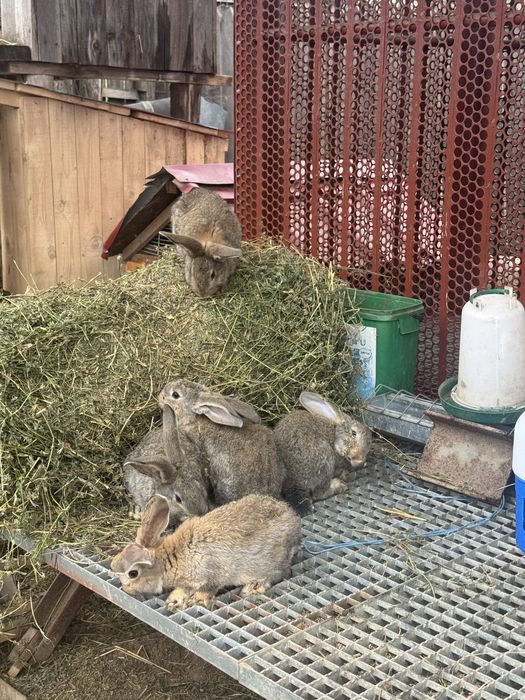 Iepurasi urias german 2 luni