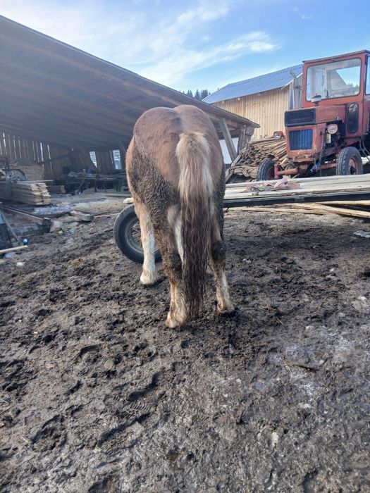 Vand manz de 2 ani jumate