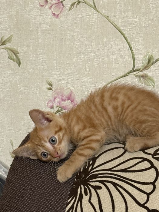 котенка в добрые руки