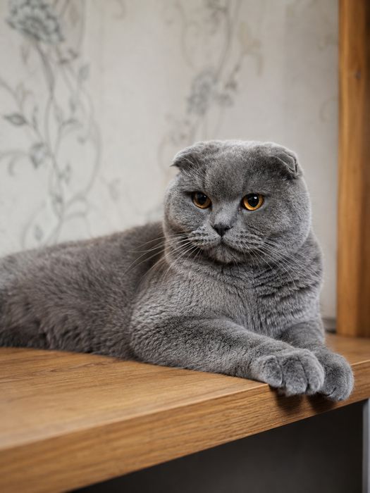 Наш красавец Scottish Fold приглашает на вязку Scottish Straight