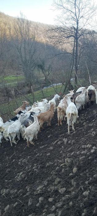 Capre de vanzare 23 Capre și 11 iezi , 400 lei bucata negociabil.