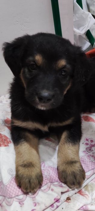 Пристраивается щенок девочка