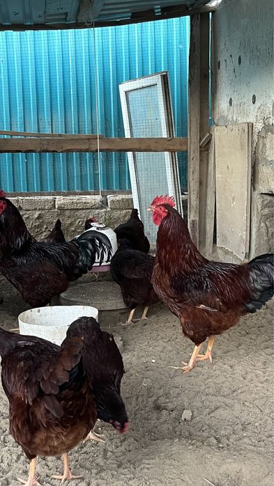 Яйцо для инкубаций