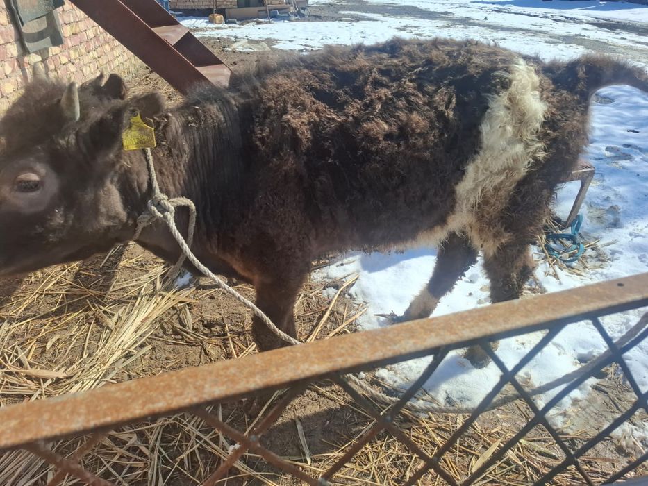 Ұрғашы қашар семіз