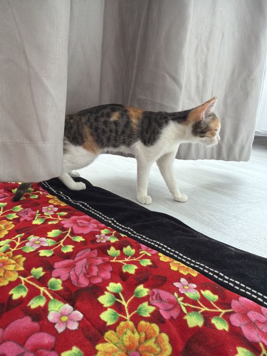 Кошка 2 шт бесплатна