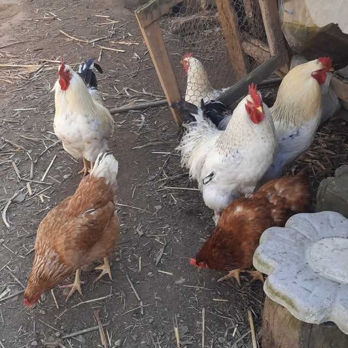 Cocosi crescuti doar cu cereale