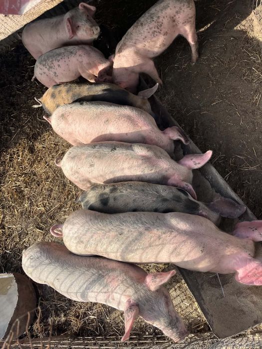 Продавам прасенца