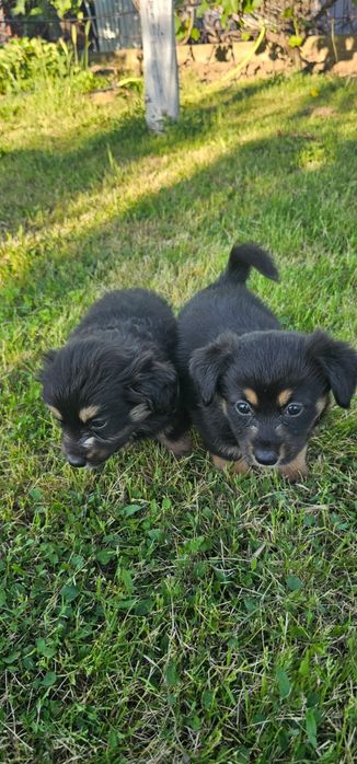 Căței pentru adoptie