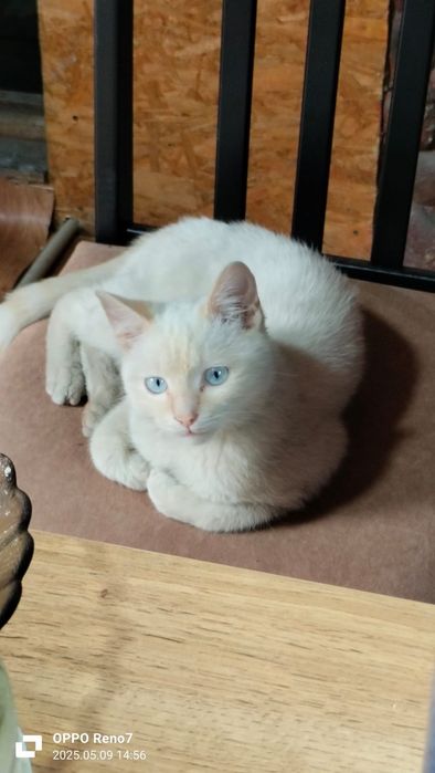 Котят в Добрые руки