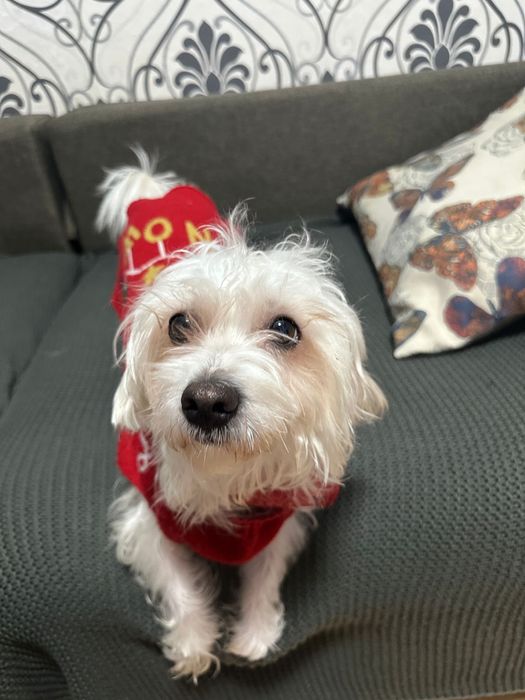 Donam - Mascul 2 ani