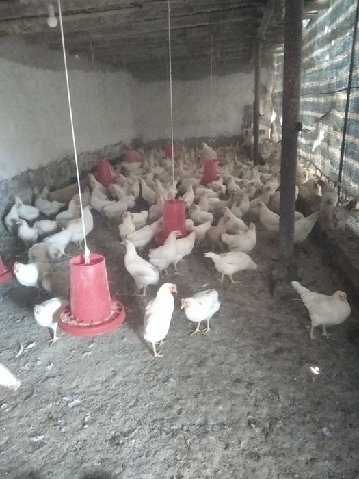 Товуклар сотилади