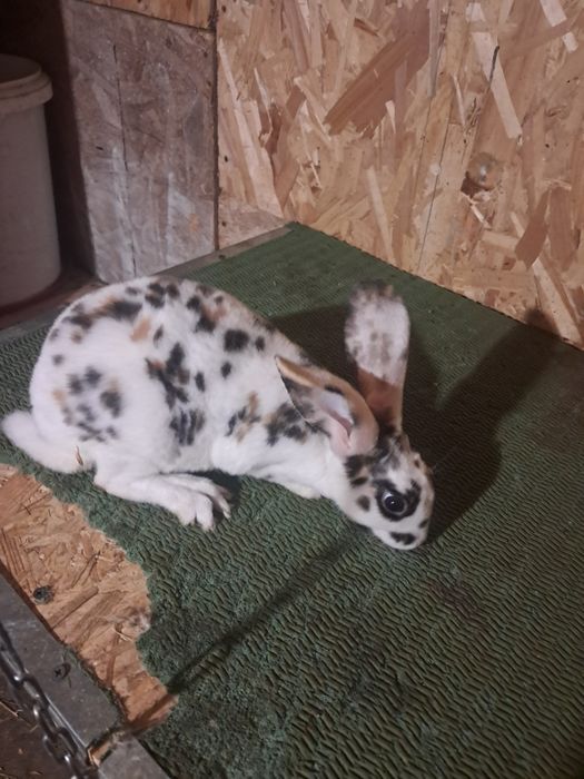 Vind iepuri rex si berbec german tatuați si cu certificat