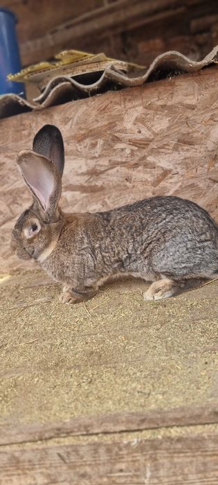 Mascul Uriaș German