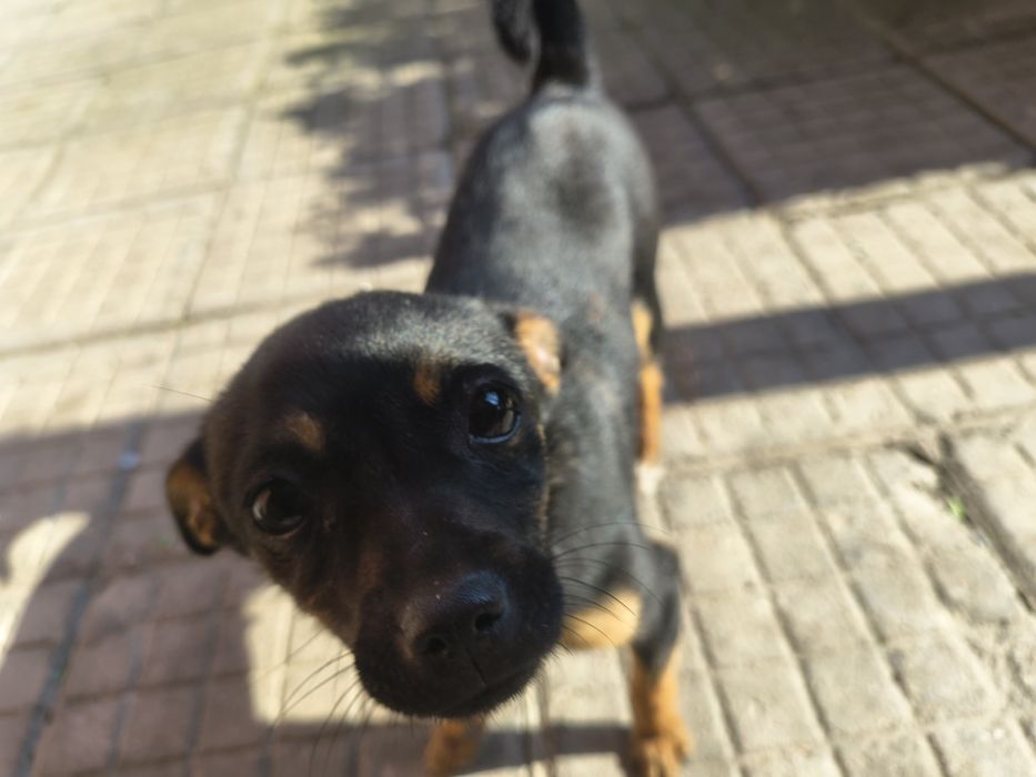 Женски Мини пинчер