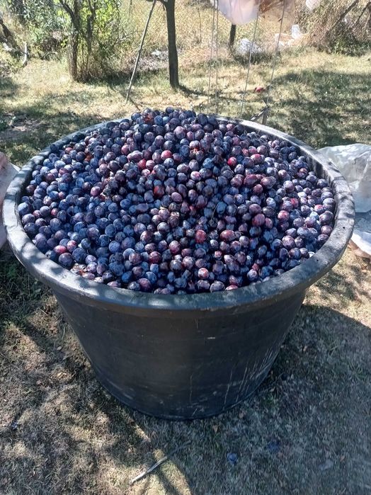 Prune pentru tuica
