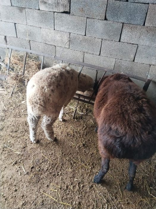 Қой сатамын, қой сатамын