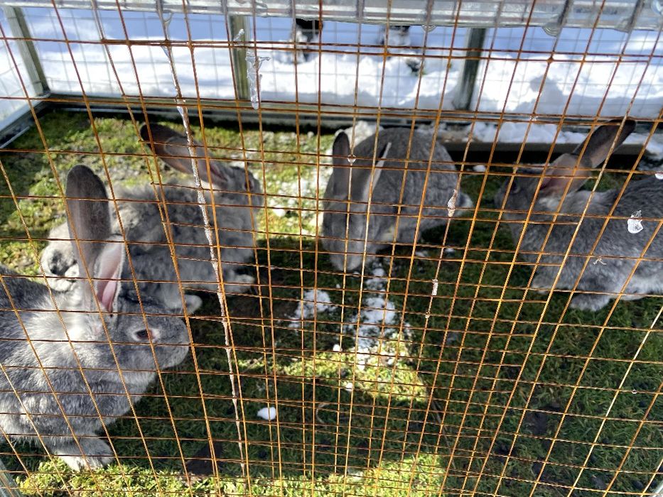 Домашние кролики, кролята