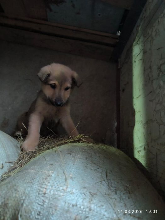 Щенки красавицы ищут дом