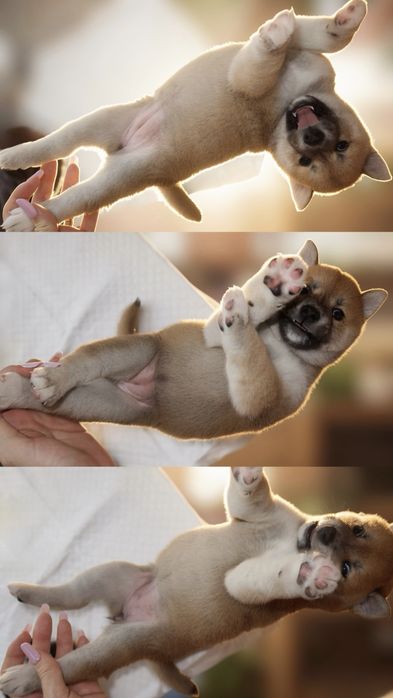 Puiuti de Shiba Inu