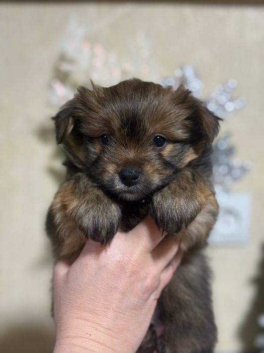 Продаются щенки шпиц помесь с ёркам! Два мальчика!