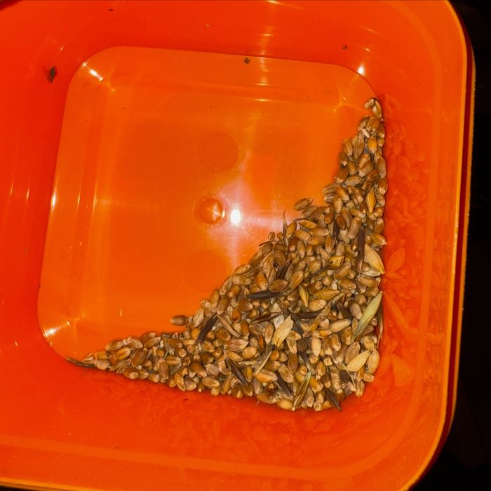 Арпа (ячмень), бидай (пшеница) , сечка сатылады