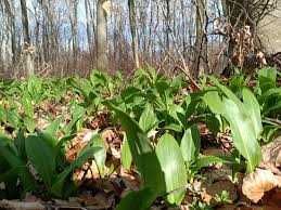 Левурда, мечи лук, див лук, див чесън