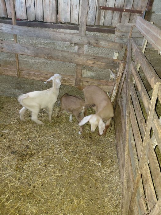 De vînzare ieduțe anglonubiene