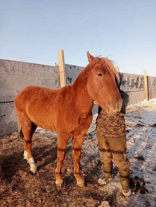 Дончак айгыр сатылады