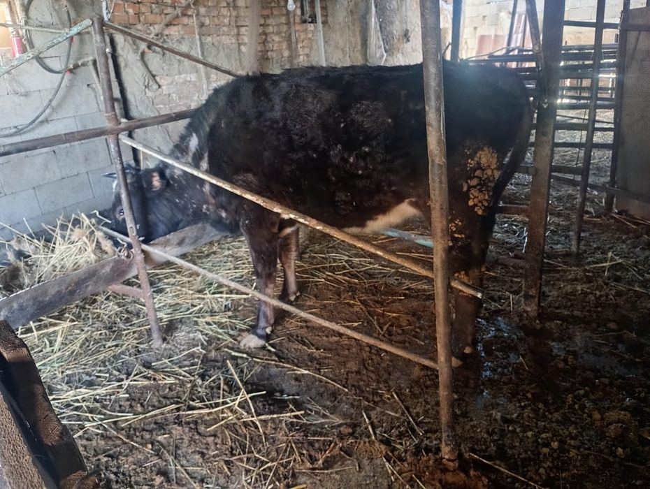 Продаются корова