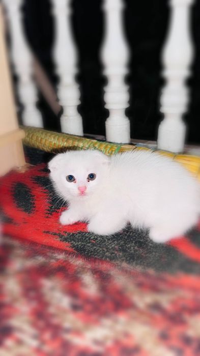 Зотдор мушик боласи сотилади