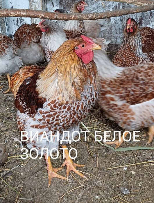 Продам Цыплят. Цены разные..