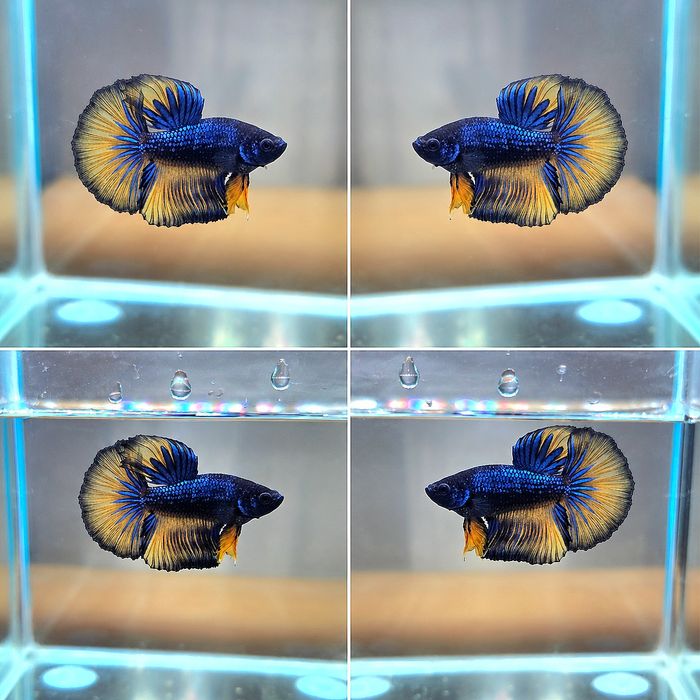 Betta Halfmoon Mustard Gas