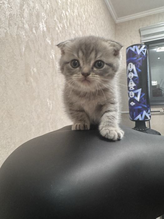 Очаровательные котята Скоттиш-фолд ищут любящих хозяев!